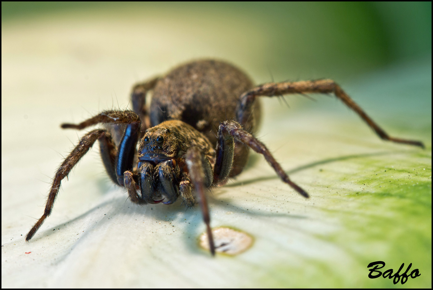 Alopecosa cf. albofasciata - Basovizza (TS)